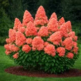 hortensja-bukietowa-petit-flori-nowa-kolekcjonerska-perelka-ladne-sadzonki