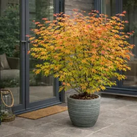 klon-palmowy-brown-sugar-gratka-dla-kolekcjonerow