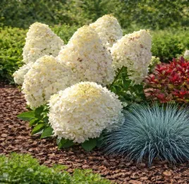 hortensja-silver-dollar-dekoracyjna-obficie-kwitna