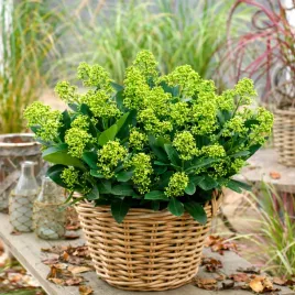 skimia-fragnat-cloud-zdobi-ogrod-caly-rok-unikatowa-skimmia-ladne-sadzonki