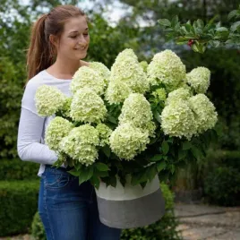 minaturowa-hortensja-bukietowa-little-spooky-gesta