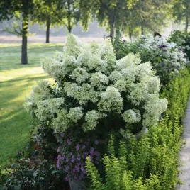 minaturowa-hortensja-bukietowa-bobo-sadzonki