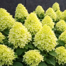 hortensja-bukiet-magical-candle-intensywnie-zolta