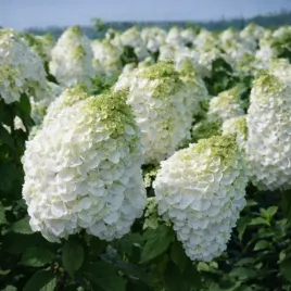 hortensja-bukietowa-mont-blanc-bardzo-sztywne-pedy