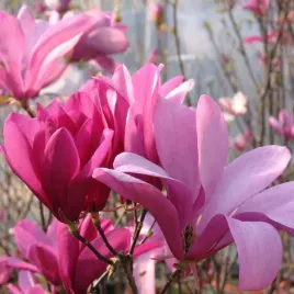 dwubarwna-magnolia-betty-duze-kwiaty-sadzonki