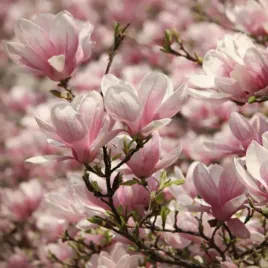 magnolia-jane-dwukolorowa-pieknosc-bialo-rozowa