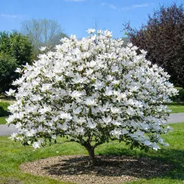 magnolia-alba-biale-tulipany-ladne-sadzonki