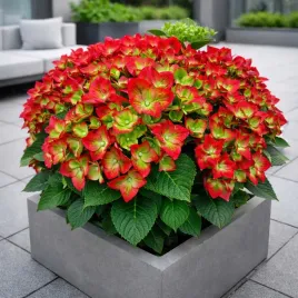 hortensja-ogrodowa-green-shadow-kwitnie-co-roku