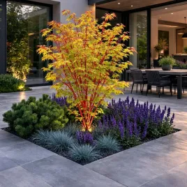 klon-palmowy-sangokaku-ciekawy-akcent-w-ogrodzie