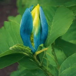 magnolia-blue-opal-niebieskie-kwiaty-sadzonki