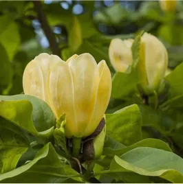 magnolia-yellow-bird-unikatowa-zolta-pieknosc