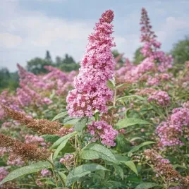 budleja-pink-panther-jasnorozowa-motyli-krzew