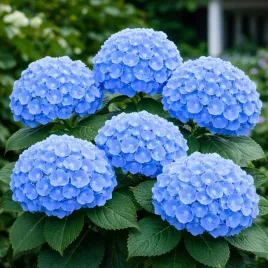 hortensja-ogrodowa-mini-early-blue-miniaturowa