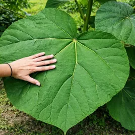 paulownia-szybkorosnace-drzewko-tlenowe-sadzonki-oxytree