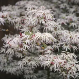 klon-palmowy-ukigumo-unikatowy-kolekcojnerski