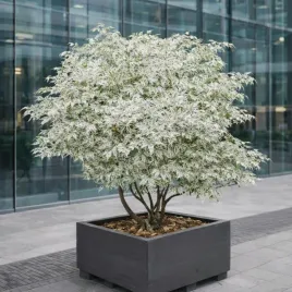 klon-palmowy-ukigumo-unikatowy-kolekcojnerski-c10-drzewko-60-80-cm