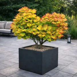 klon-shirasawy-jordan-arystokrata-wsrod-klonow-c10-80-110-cm