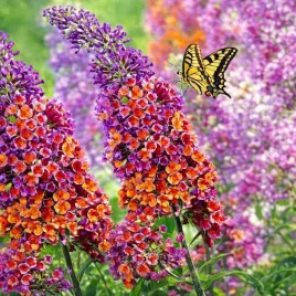 bajkowa-budleja-flower-power-motyli-krzew-musisz-ja-miec-w-ogrodzie-unikat