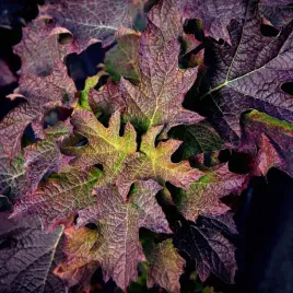 hortensja-debolistna-black-porch-krolowa-jesieni