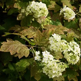 hortensja-debolistna-applause-pieknie-przebarwia
