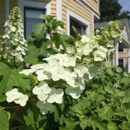 hortensja-debolistna-alice-bardzo-dekoracyjna
