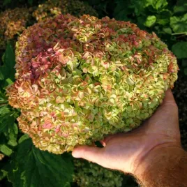 hortensja-debolistna-harmony-ogrodmne-kwiaty