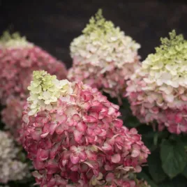 hortensja-bukietowa-living-pink-and-rose-piekna-krolowa-ogrodu-sadzonki