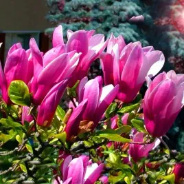 magnolia-susan-rozowe-kwiaty-kwitnie-2-razy-w-roku