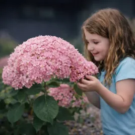 gigantyczna-hortensja-pink-anabelle-rozowe-kule
