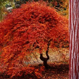 unikat-acer-klon-palmowy-phoenix-sadzonki-rarytas