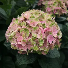 hortensja-ogrodowa-magical-daydream-zmienia-kolory