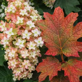 hortensja-debolistna-snowflake-unikatowe-kwiaty-inna-niz-wszystkie-kolekcja