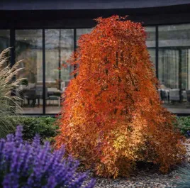 klon-palmowy-ryusen-na-pniu-90-jedyna-w-pelni-placzaca-odmiana-kaskada