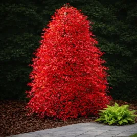 klon-palmowy-ryusen-na-pniu-60-jedyna-w-pelni-placzaca-odmiana-kaskada