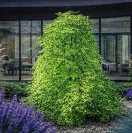 klon-palmowy-ryusen-na-pniu-60-jedyna-w-pelni-placzaca-odmiana-kaskada