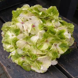 hortensja-ogrodowa-magical-emerald-zmienia-kolory