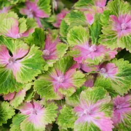 hortensja-ogrodowa-magical-spootlight-wielobarwna