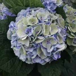 hortensja-ogrodowa-magical-opal-wielobarwna