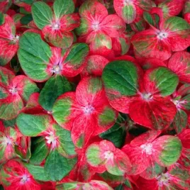 hortensja-ogrodowa-magical-greenfire