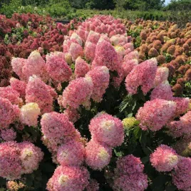 hortensja-bukietowa-pinkachu-okazale-kwiaty