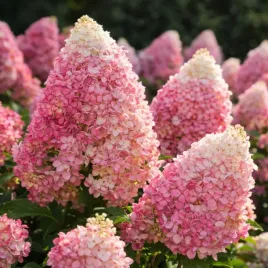 hortensja-truskawkowa-living-strawberry-blossom