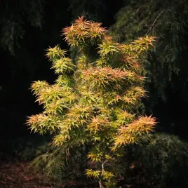 klon-palmowy-koto-hime-unikatowy-rarytas