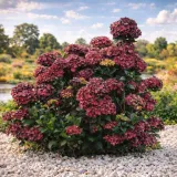 hortensja-ogrodowa-magical-chocolate-niespotykana-niezawodnie-kwitnaca