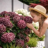 hortensja-ogrodowa-magical-chocolate-niespotykana-niezawodnie-kwitnaca-rodzaj-rosliny-hortensje