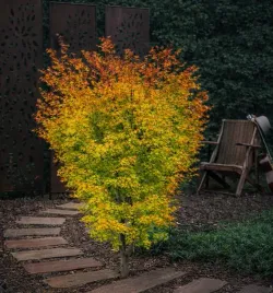 klon-palmowy-sangokaku-ciekawy-akcent-w-ogrodzie-90-110cm