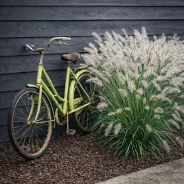 piorkowka-japonska-hameln-wyjatkowo-ozdobna-trawa