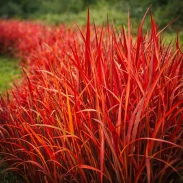 czerwona-trawa-imperata-red-baron-mrozoodporna