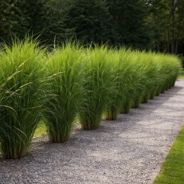 proso-rozgowate-northwind-zwarty-i-strzelisty-idealny-na-zywoplot