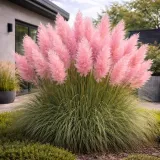 rozowa-trawa-pampasowa-cortaderia-sadzonka-xl-idealna-na-zywoplot-wysokosc-sadzonki-10-cm