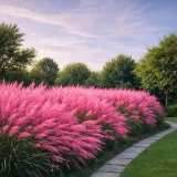 rozowa-trawa-pampasowa-cortaderia-sadzonka-xl-idealna-na-zywoplot-roslina-w-postaci-sadzonka-w-pojemniku-05-1l